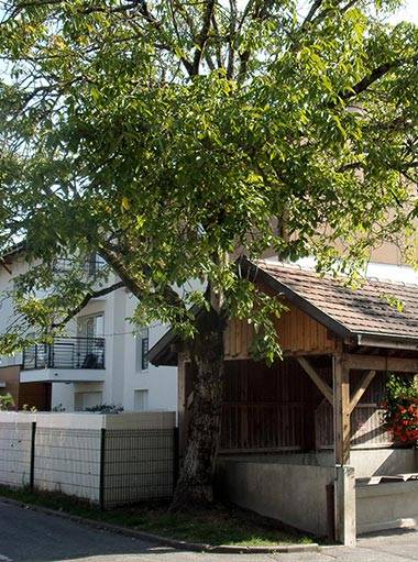 photo-maison-avec-arbre_trailer.jpg